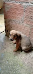 Caramelo