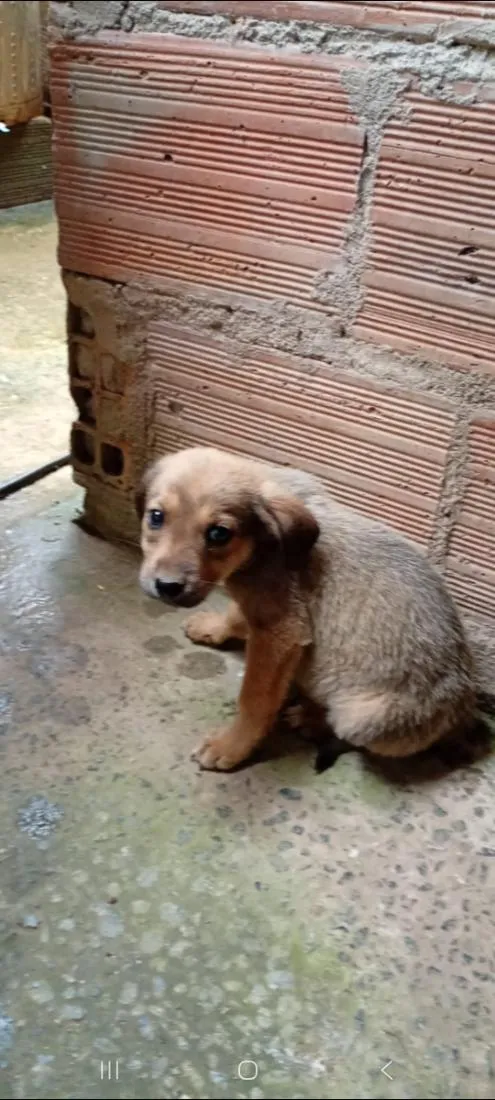 Cachorro raça SRD-ViraLata idade 2 a 6 meses nome Caramelo