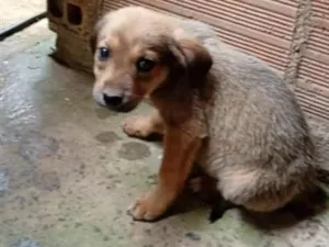 Cachorro raça SRD-ViraLata idade 2 a 6 meses nome Caramelo