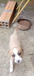 Fofinho