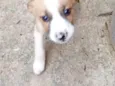 Fofinho