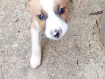 Cachorro raça SRD-ViraLata idade 2 a 6 meses nome Fofinho