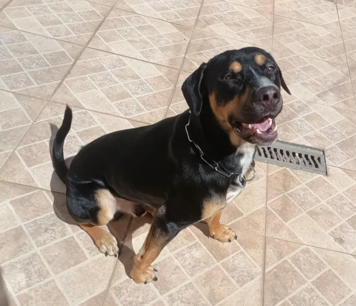 Cachorro raça Rottweiler idade 3 anos nome Ares