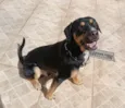 Ares