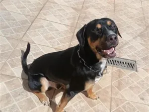 Cachorro raça Rottweiler idade 3 anos nome Ares