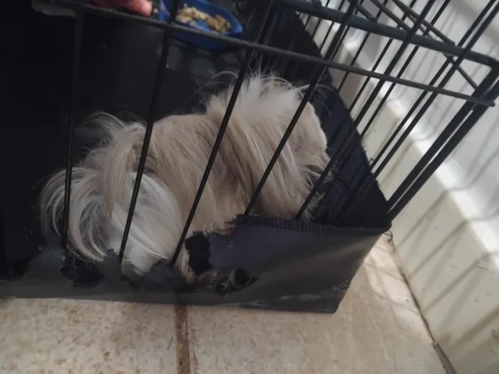 Cachorro raça Porquinho da india peruano  idade 7 a 11 meses nome lup