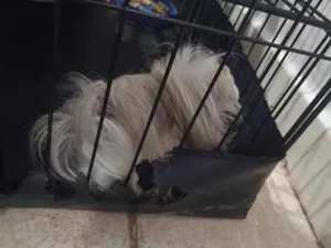 Cachorro raça Porquinho da india peruano  idade 7 a 11 meses nome lup
