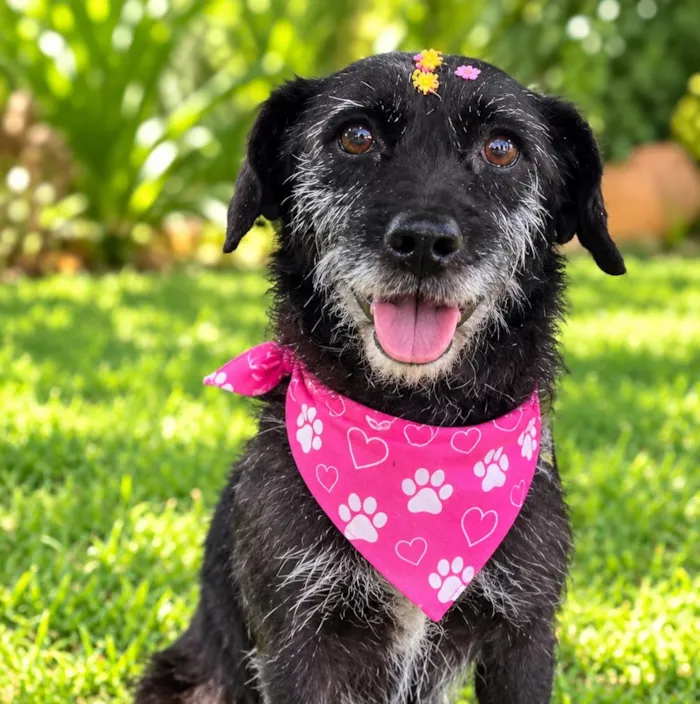 Cachorro raça SRD-ViraLata idade 5 anos nome Kalinka