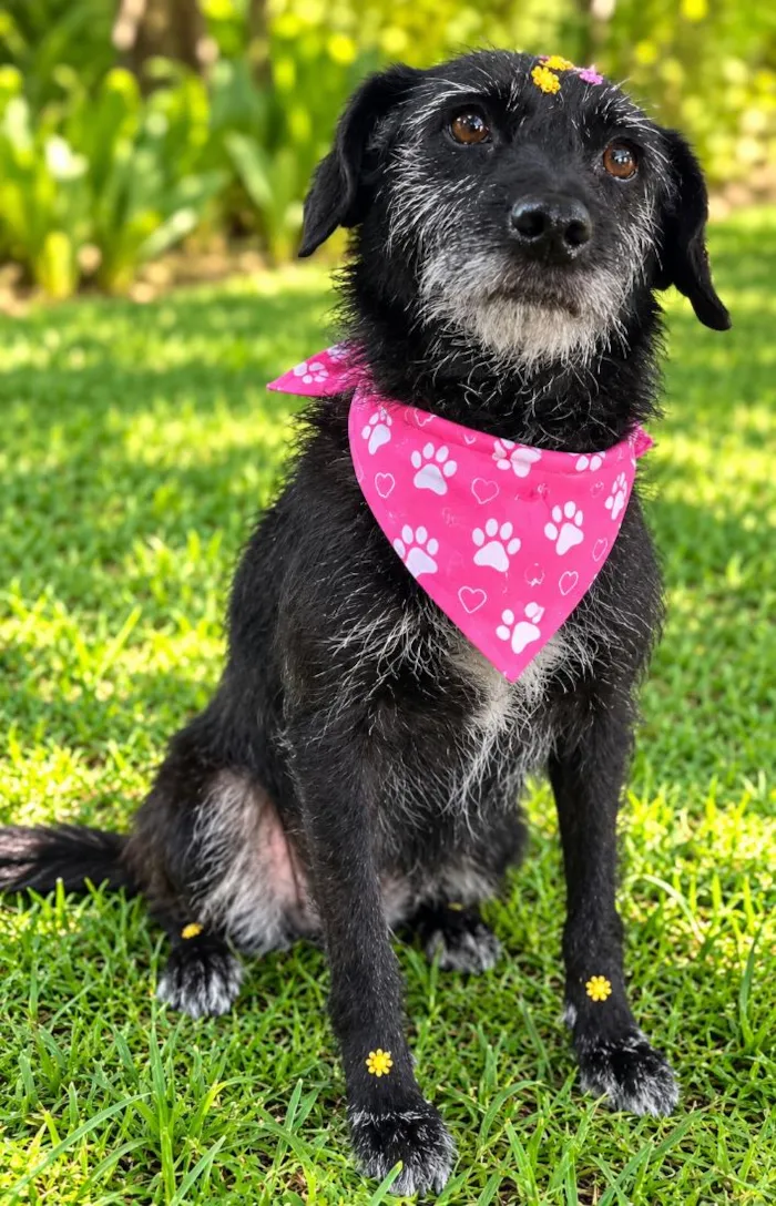 Cachorro raça SRD-ViraLata idade 5 anos nome Kalinka