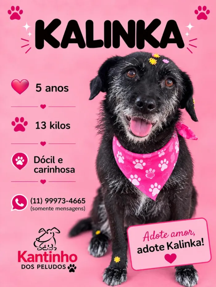 Cachorro raça SRD-ViraLata idade 5 anos nome Kalinka