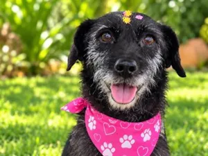 Cachorro raça SRD-ViraLata idade 5 anos nome Kalinka