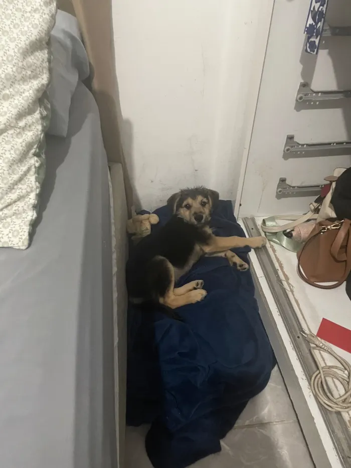 Cachorro raça SRD-ViraLata idade 2 a 6 meses nome Zoro