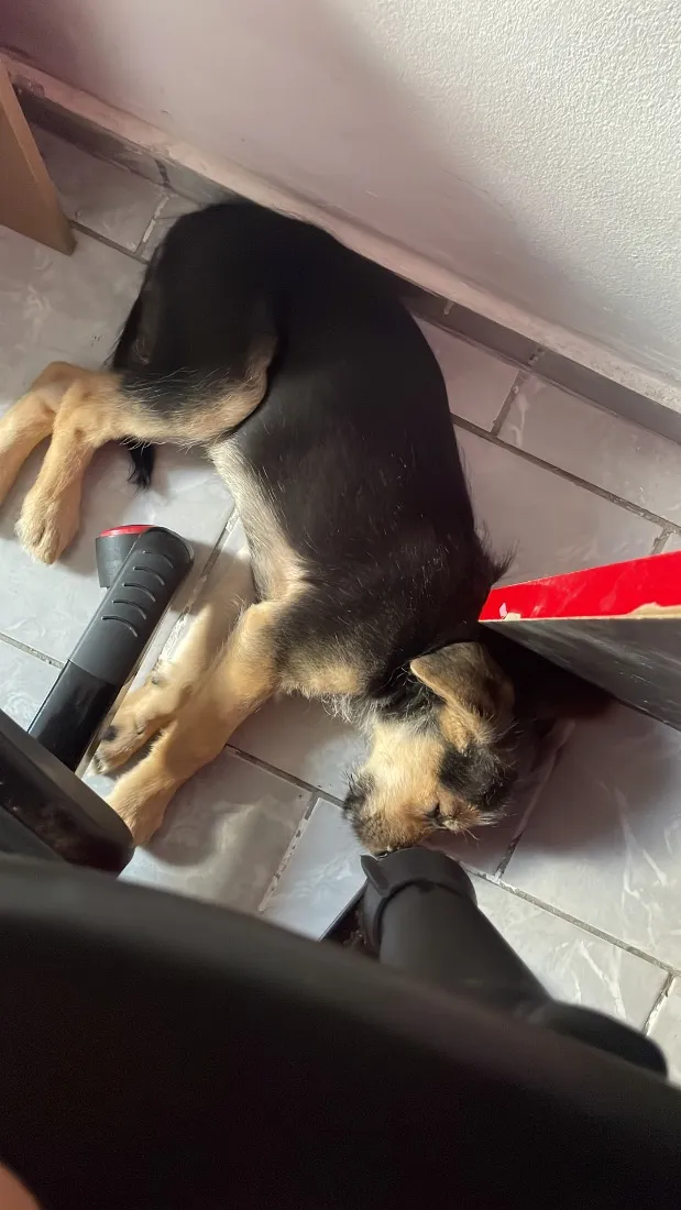 Cachorro raça SRD-ViraLata idade 2 a 6 meses nome Zoro