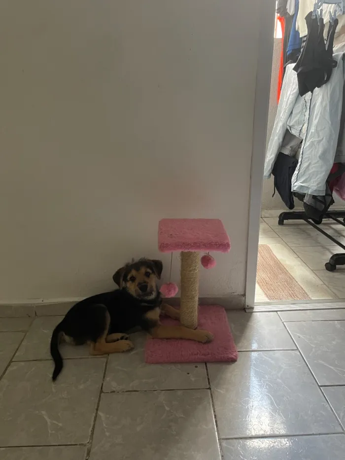 Cachorro raça SRD-ViraLata idade 2 a 6 meses nome Zoro