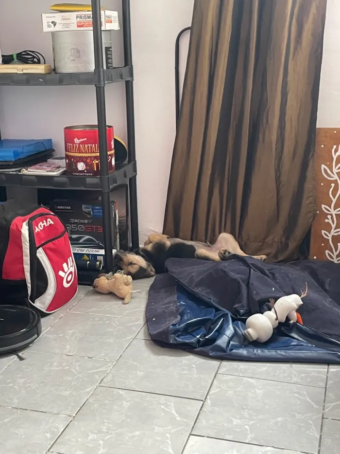Cachorro raça SRD-ViraLata idade 2 a 6 meses nome Zoro