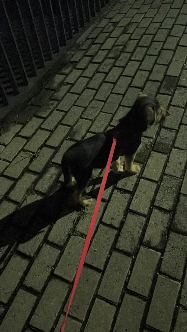 Cachorro raça SRD-ViraLata idade 2 a 6 meses nome Zoro