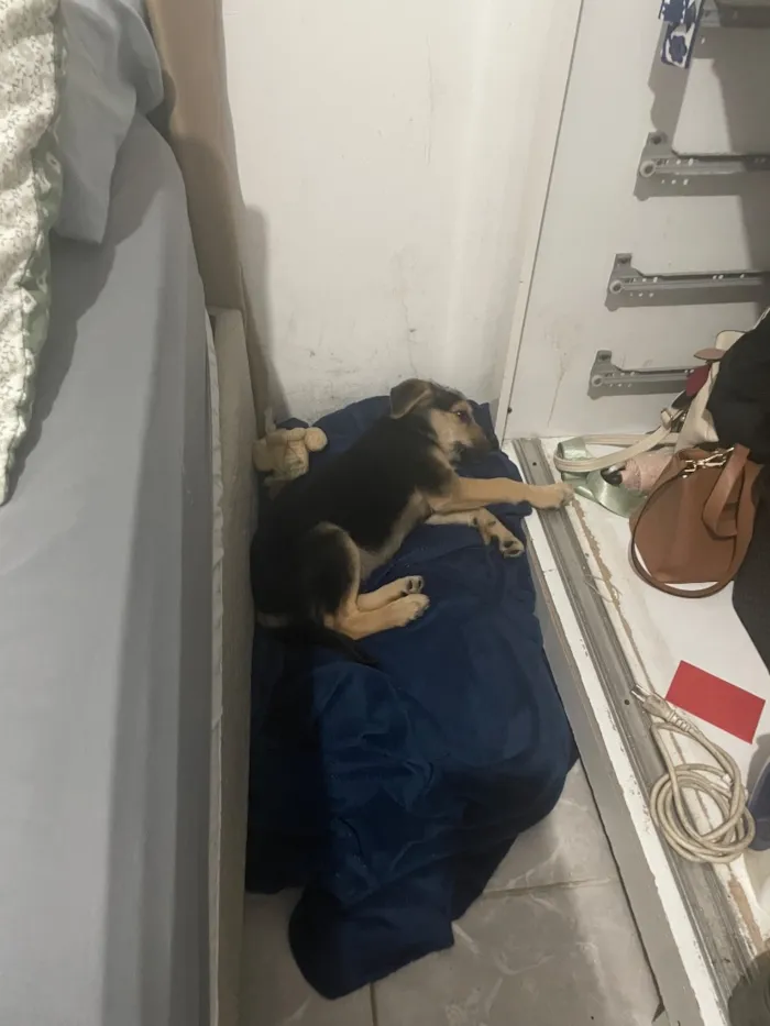 Cachorro raça SRD-ViraLata idade 2 a 6 meses nome Zoro