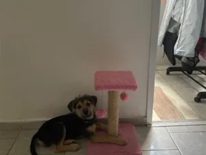 Cachorro raça SRD-ViraLata idade 2 a 6 meses nome Zoro
