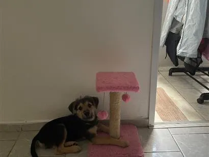 Cachorro raça SRD-ViraLata idade 2 a 6 meses nome Zoro