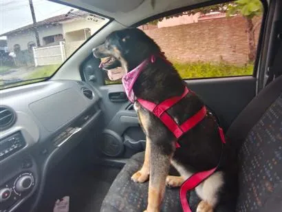 Cachorro raça SRD-ViraLata idade 3 anos nome Luna