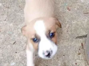 Cachorro raça SRD-ViraLata idade 2 a 6 meses nome Fofinho