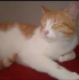 Amarelinho