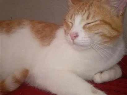Gato raça SRD-ViraLata idade 1 ano nome Amarelinho