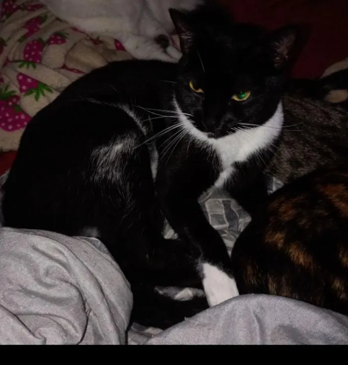 Gato raça SRD-ViraLata idade 1 ano nome Pretinho