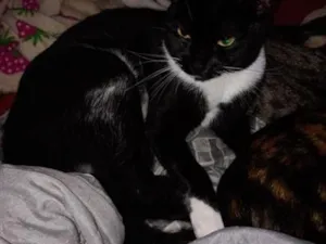 Gato raça SRD-ViraLata idade 1 ano nome Pretinho