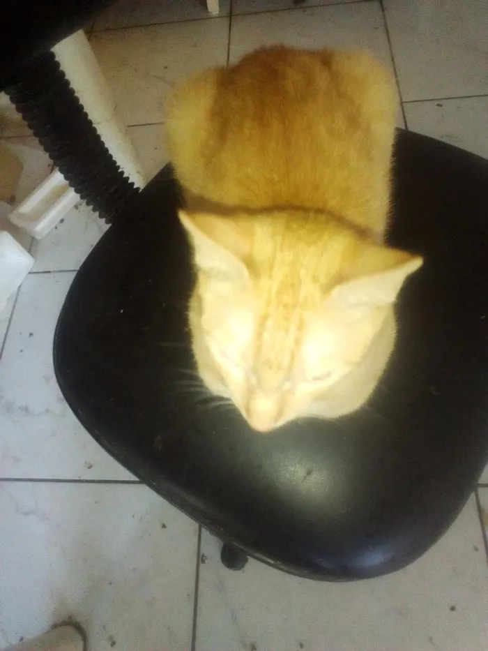 Gato raça SRD-ViraLata idade 2 a 6 meses nome Amarelo 