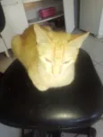 Amarelo 