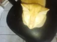Amarelo 