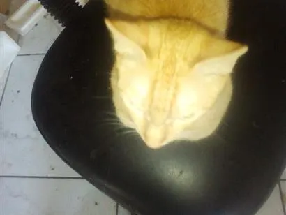 Gato raça SRD-ViraLata idade 2 a 6 meses nome Amarelo 