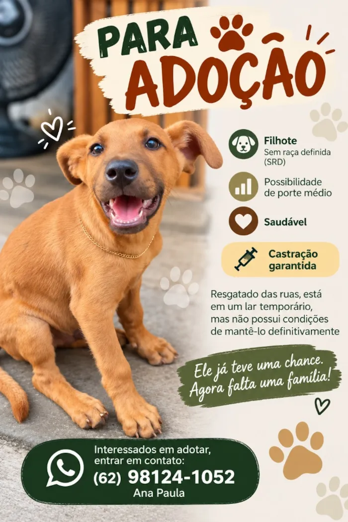 Cachorro raça SRD-ViraLata idade 2 a 6 meses nome Alfredo 