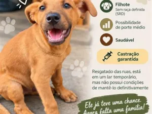 Cachorro raça SRD-ViraLata idade 2 a 6 meses nome Alfredo 