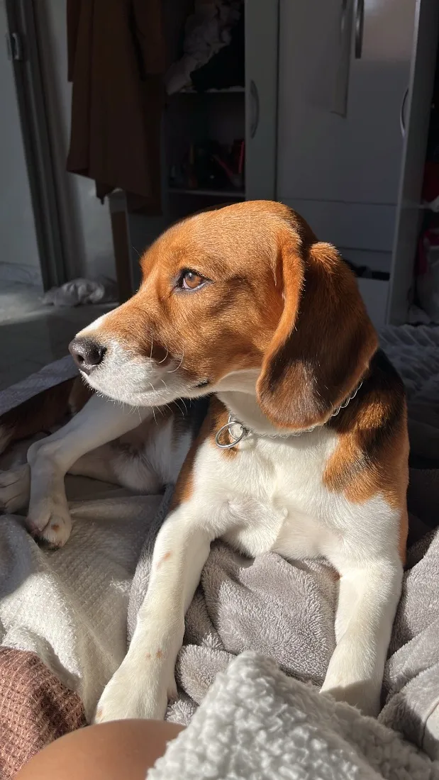 Cachorro raça SRD-ViraLata idade 2 anos nome Tobby