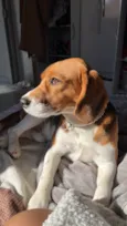 Tobby