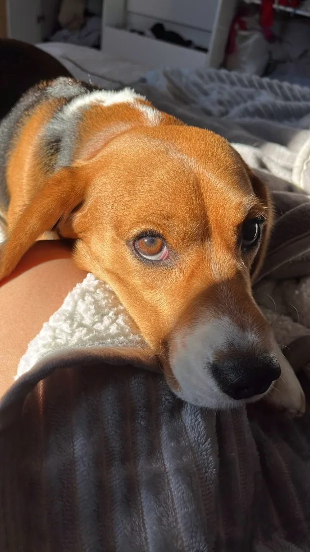 Cachorro raça SRD-ViraLata idade 2 anos nome Tobby