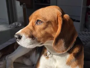 Cachorro raça SRD-ViraLata idade 2 anos nome Tobby