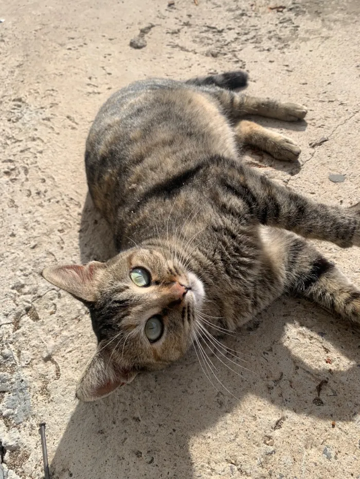 Gato raça SRD-ViraLata idade 2 anos nome Mia