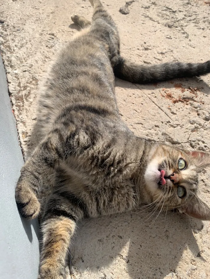 Gato raça SRD-ViraLata idade 2 anos nome Mia