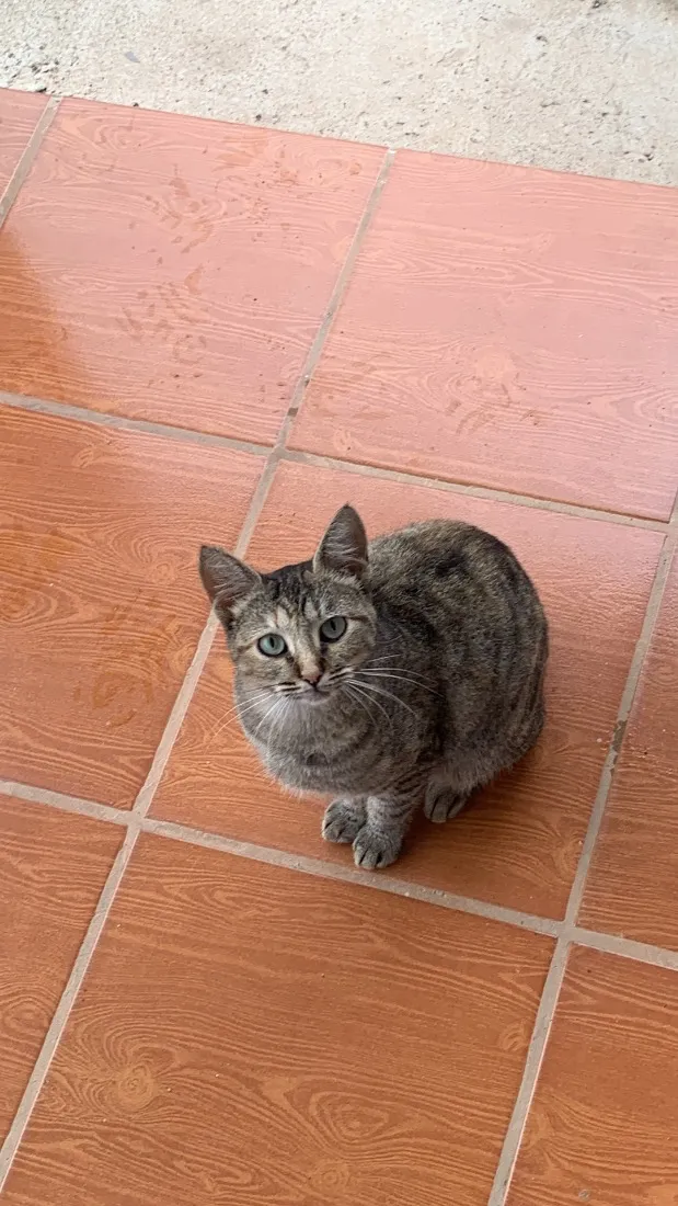 Gato raça SRD-ViraLata idade 2 anos nome Mia