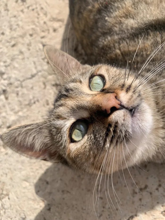 Gato raça SRD-ViraLata idade 2 anos nome Mia