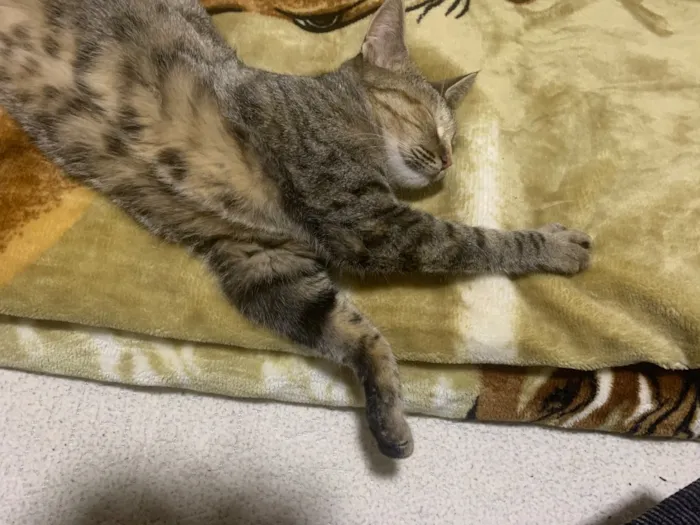 Gato raça SRD-ViraLata idade 2 anos nome Mia