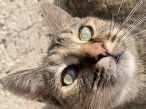 Gato raça SRD-ViraLata idade 2 anos nome Mia