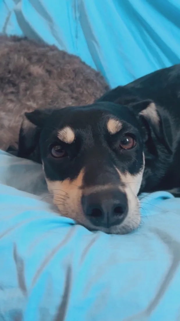 Cachorro raça SRD-ViraLata idade 1 ano nome Amora