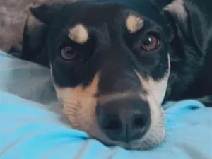 Cachorro raça SRD-ViraLata idade 1 ano nome Amora