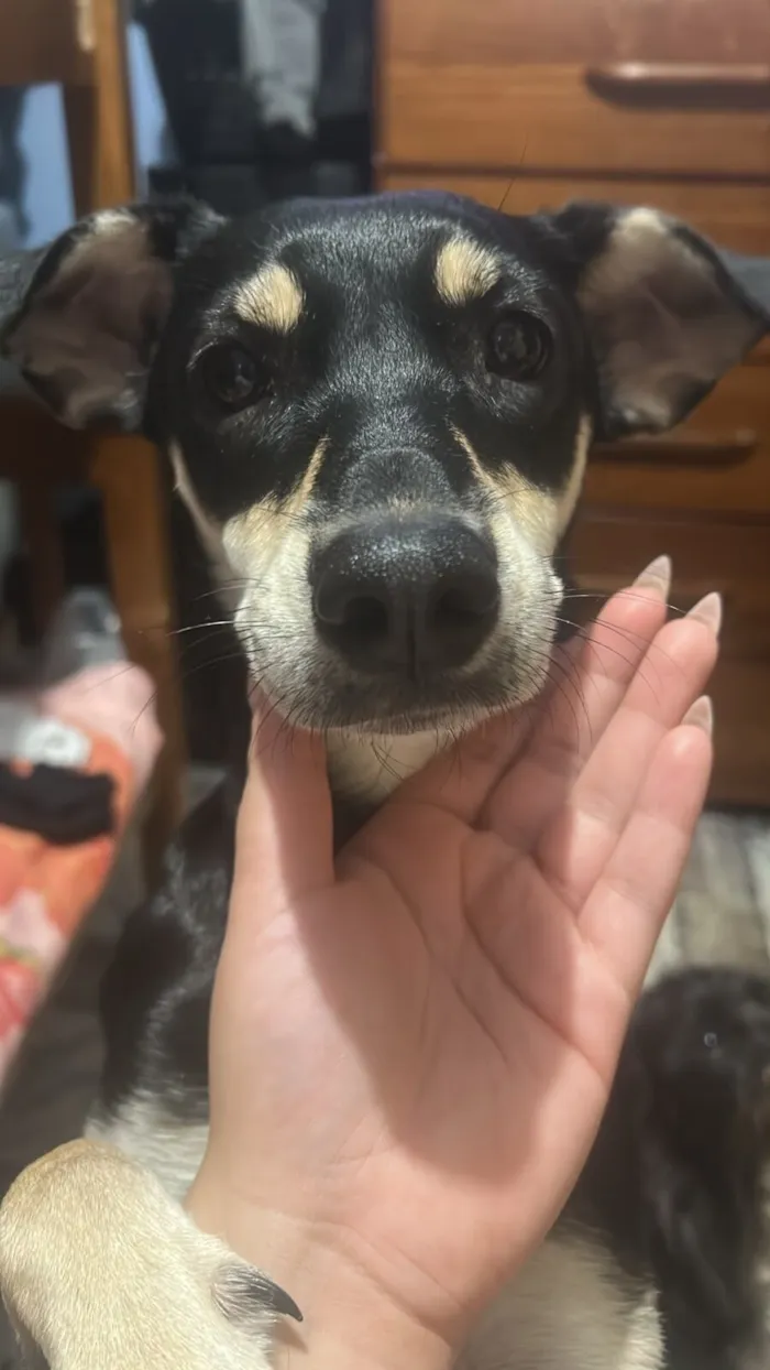 Cachorro raça SRD-ViraLata idade 1 ano nome Amora