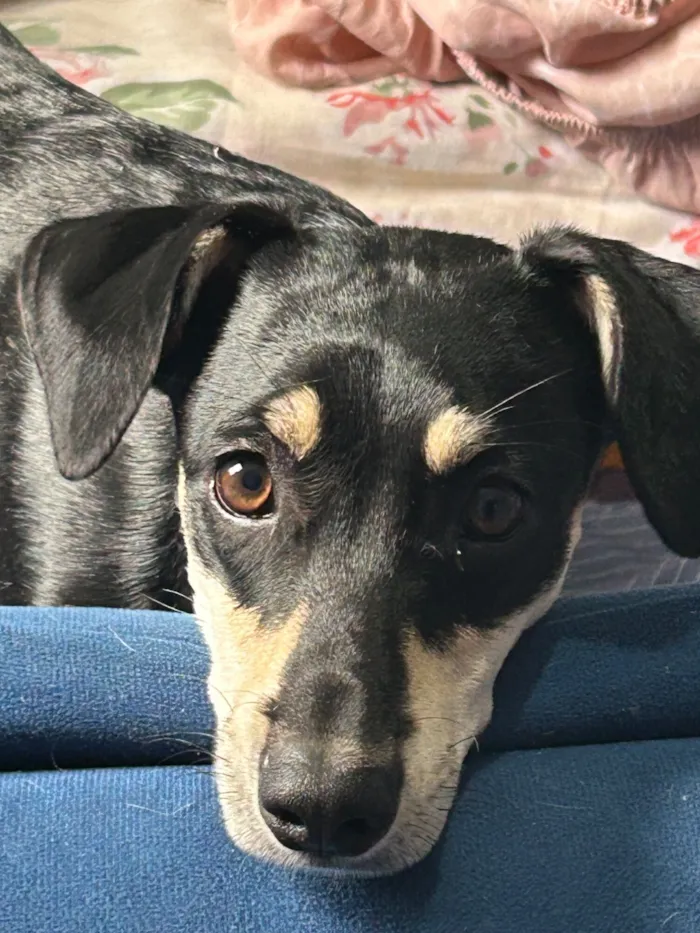 Cachorro raça SRD-ViraLata idade 1 ano nome Amora