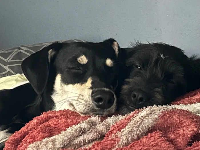 Cachorro raça SRD-ViraLata idade 1 ano nome Amora